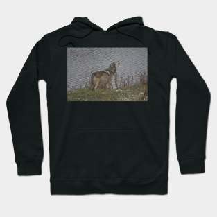 Wolf Howling Hoodie